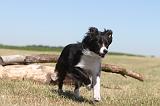BORDER COLLIE 188